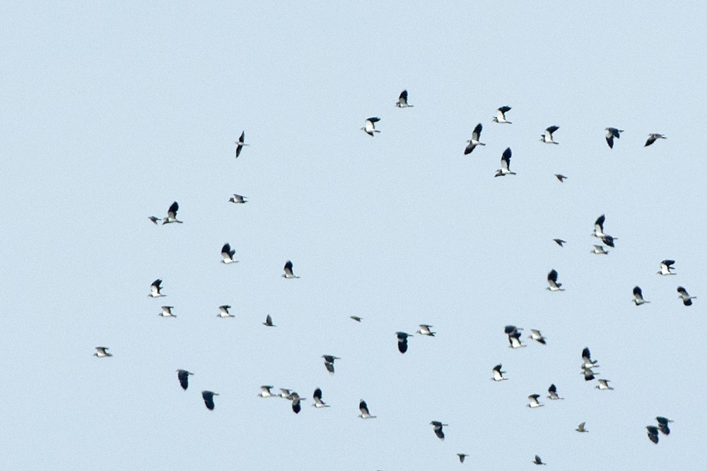 Black-winged Pratincole - ML482387811