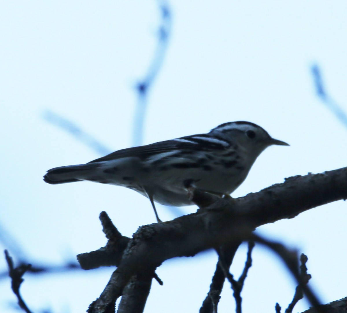 Black-and-white Warbler - Cathy Cox