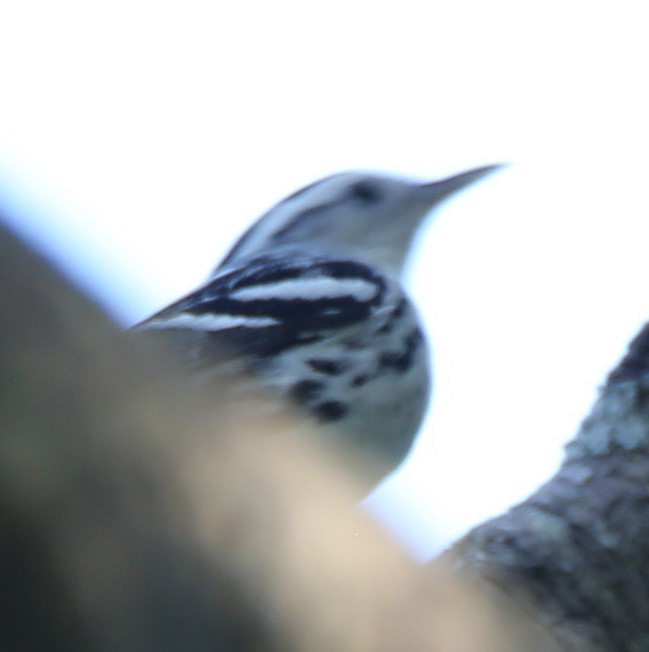 Black-and-white Warbler - ML482388781