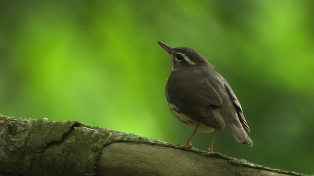 Louisiana Waterthrush - ML482389