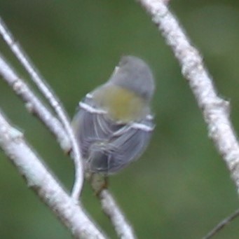 Magnolia Warbler - ML482389751