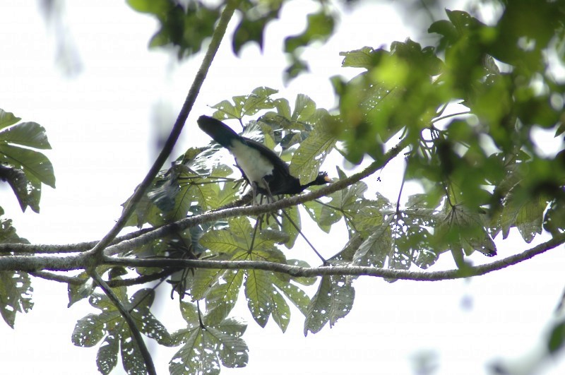 Black Curassow - ML482390531