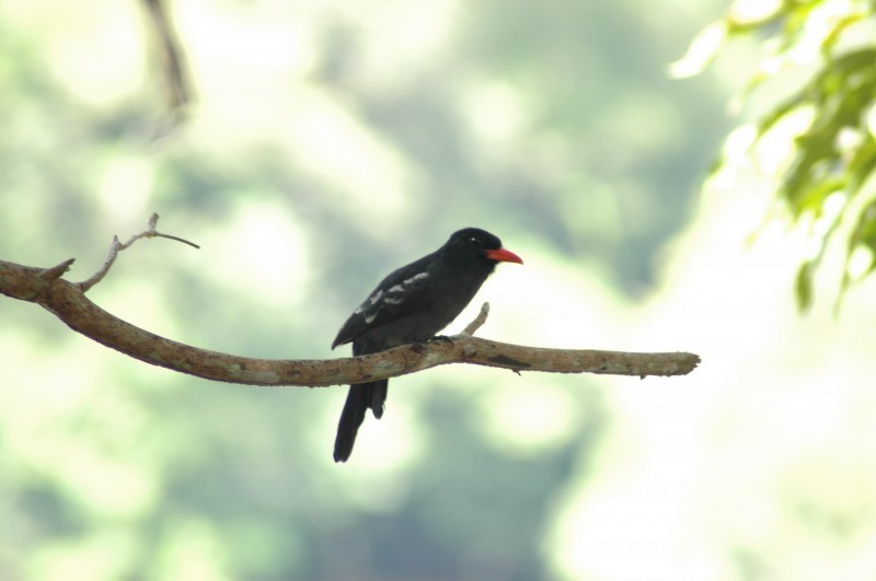 Black Nunbird - ML482390651