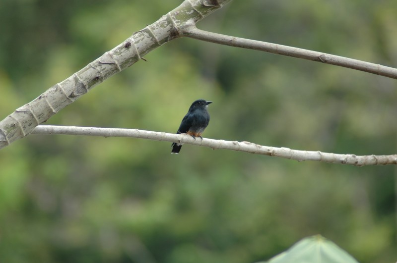 Swallow-winged Puffbird - ML482390711