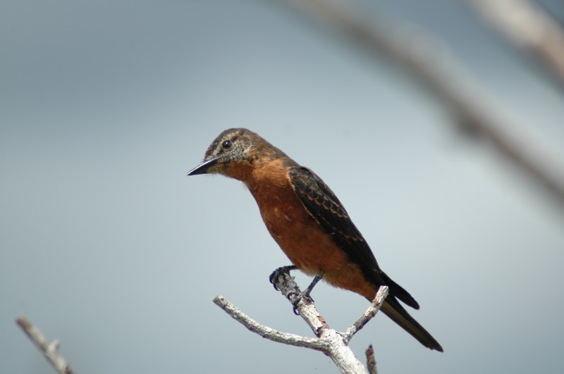 Cliff Flycatcher - Christiaan van der Hoeven