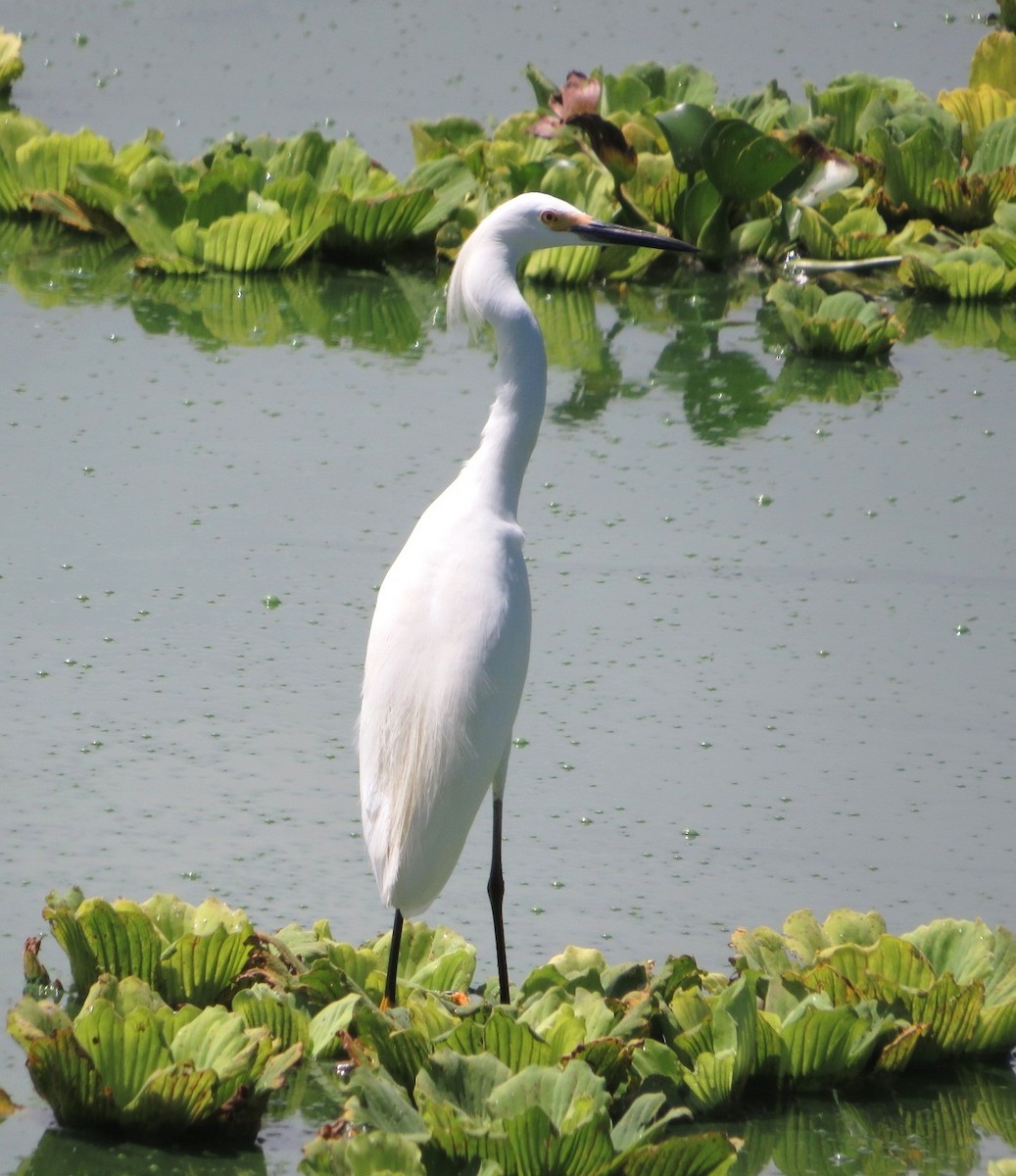 Snowy Egret - ML482391601