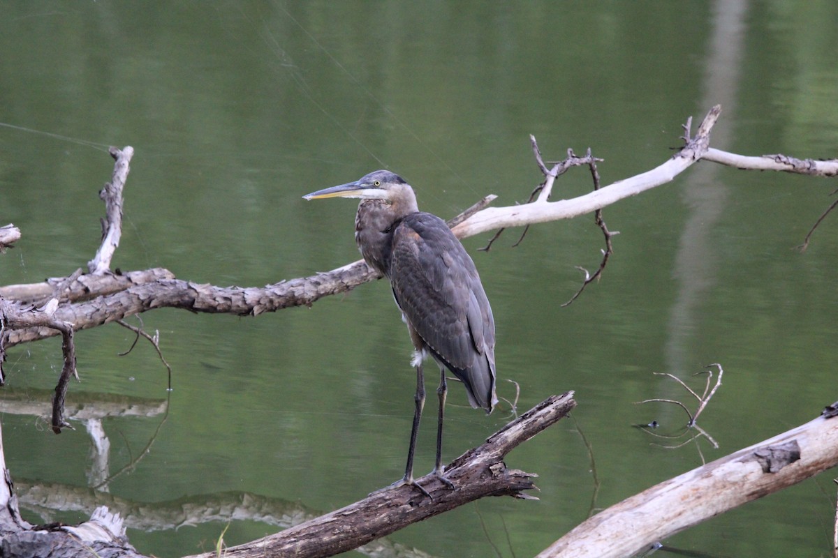 Great Blue Heron (Great Blue) - ML482391661