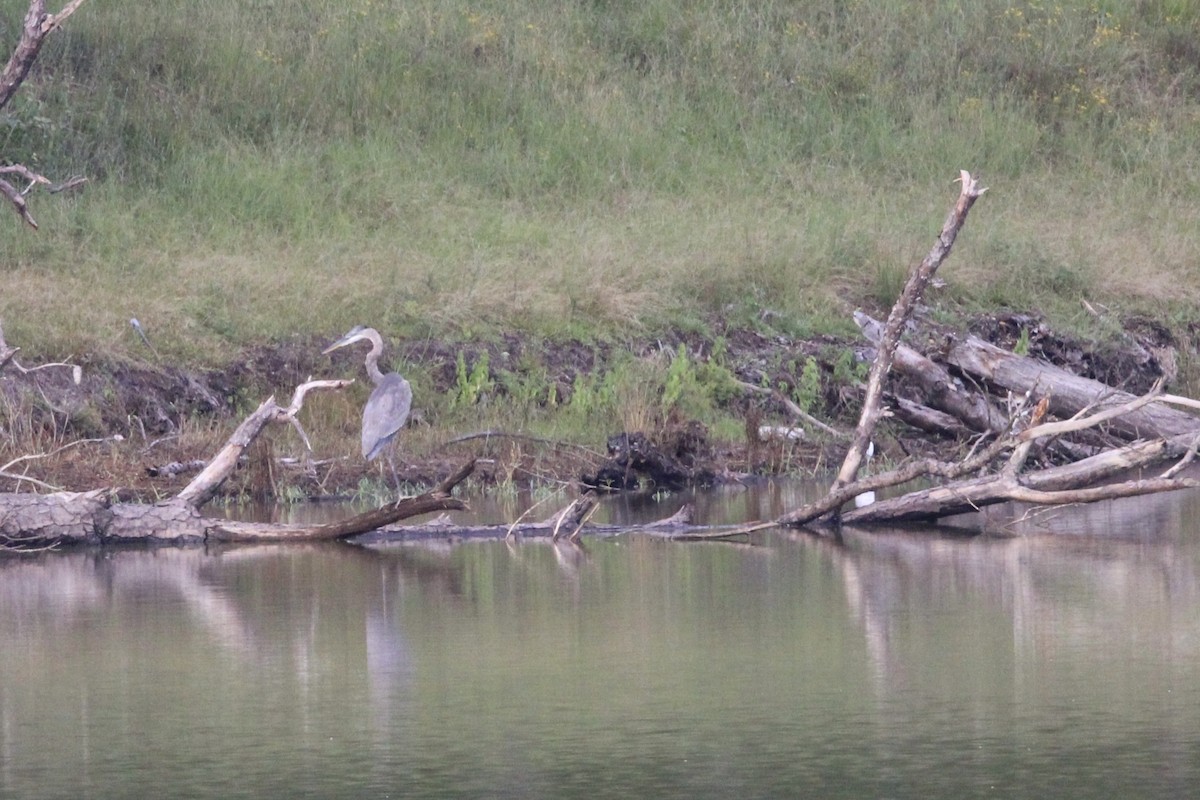 Great Blue Heron (Great Blue) - ML482391681