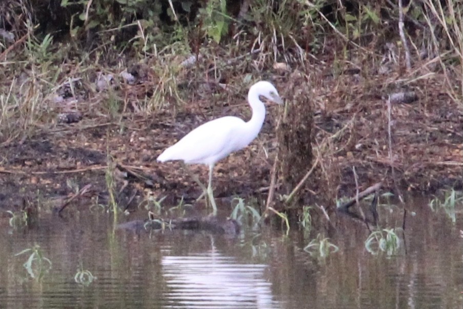 Little Blue Heron - ML482391761