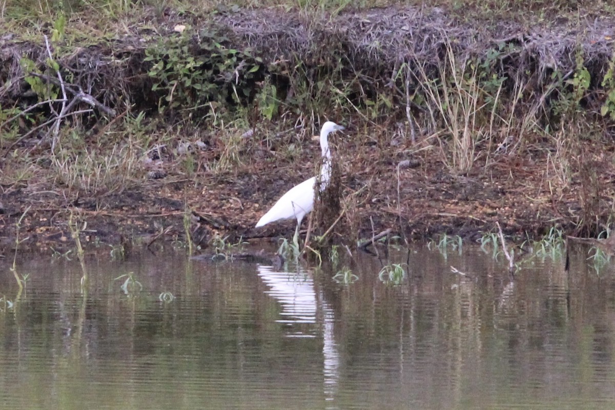 Little Blue Heron - ML482391771