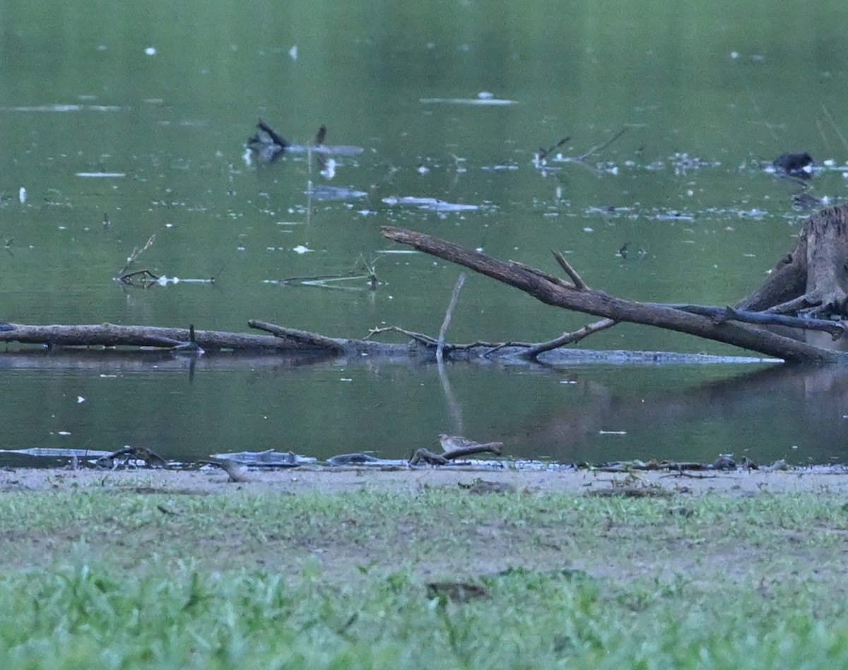 Baird's Sandpiper - ML482392281