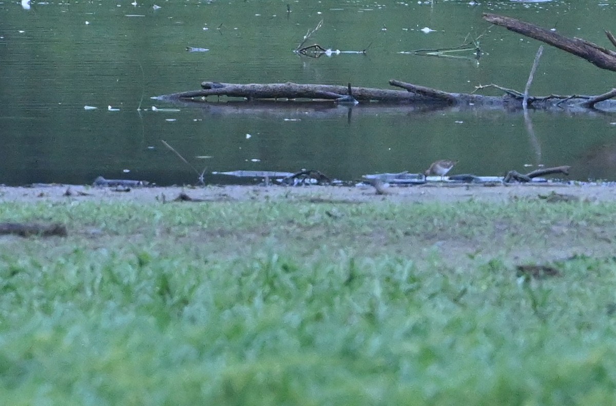 Baird's Sandpiper - ML482392291