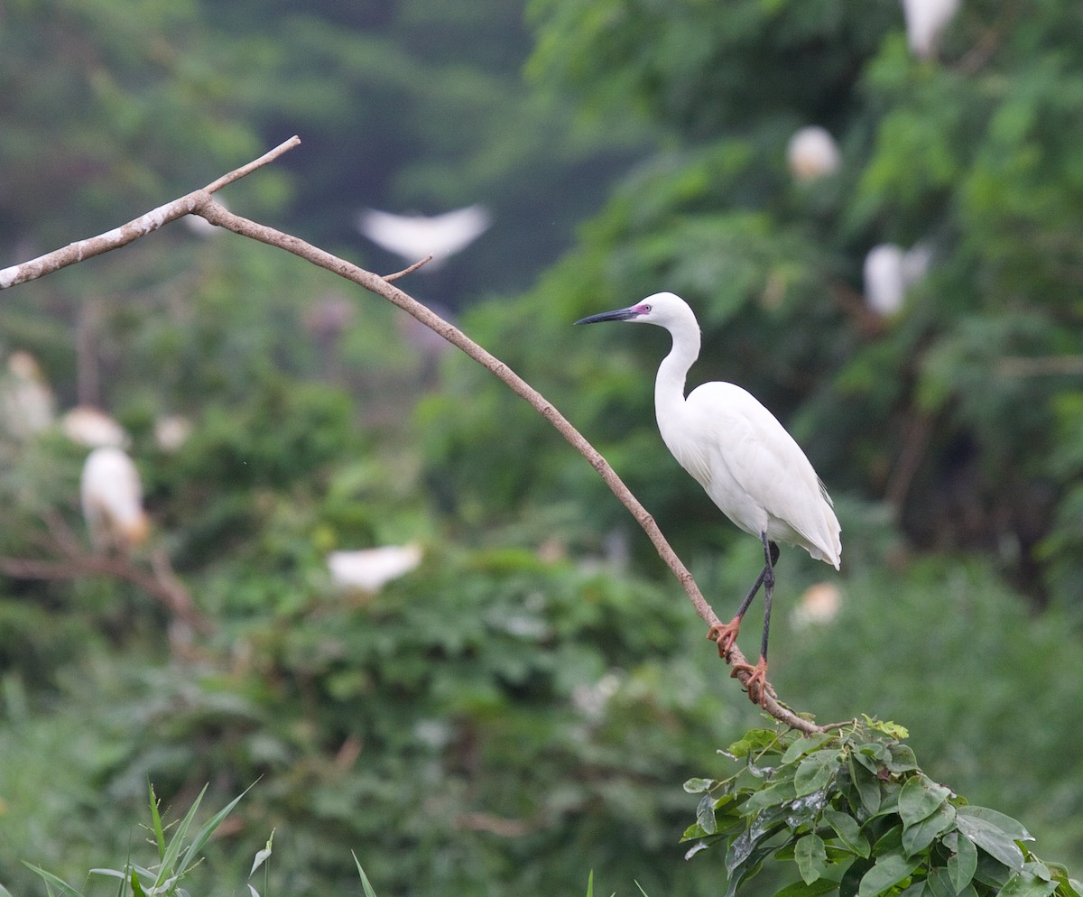 Little Egret - ML48239281