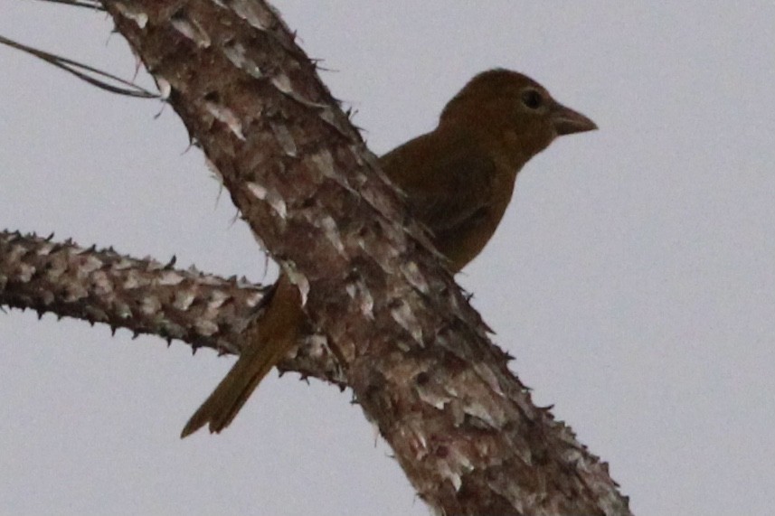 Summer Tanager - ML482397811