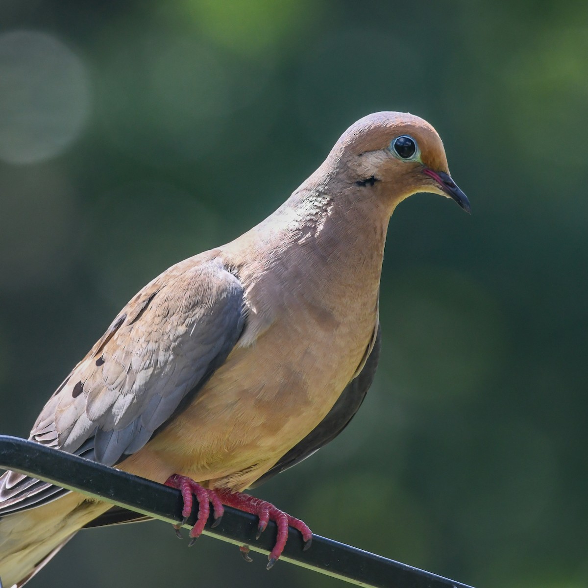 Mourning Dove - ML482399301