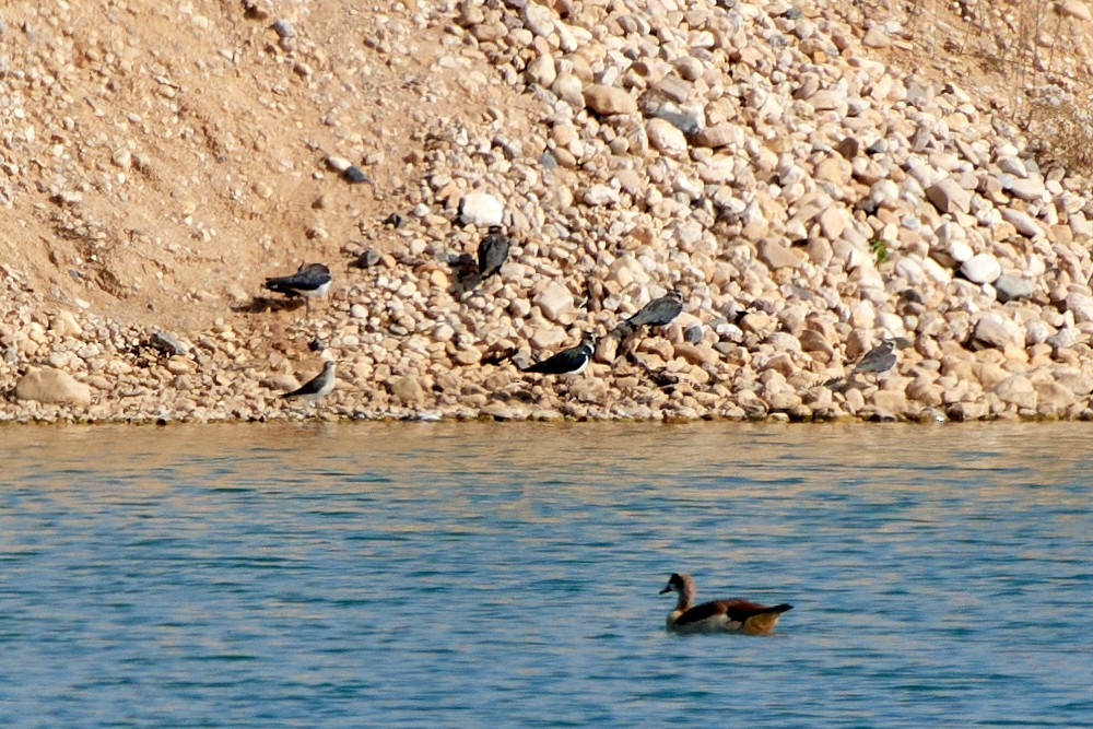 Black-winged Pratincole - ML482400761