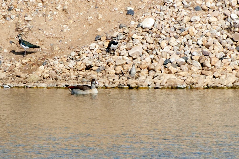 Black-winged Pratincole - ML482400771