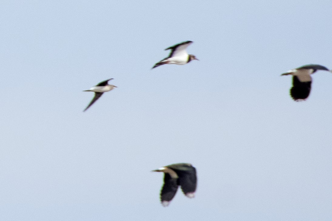 Black-winged Pratincole - ML482401831