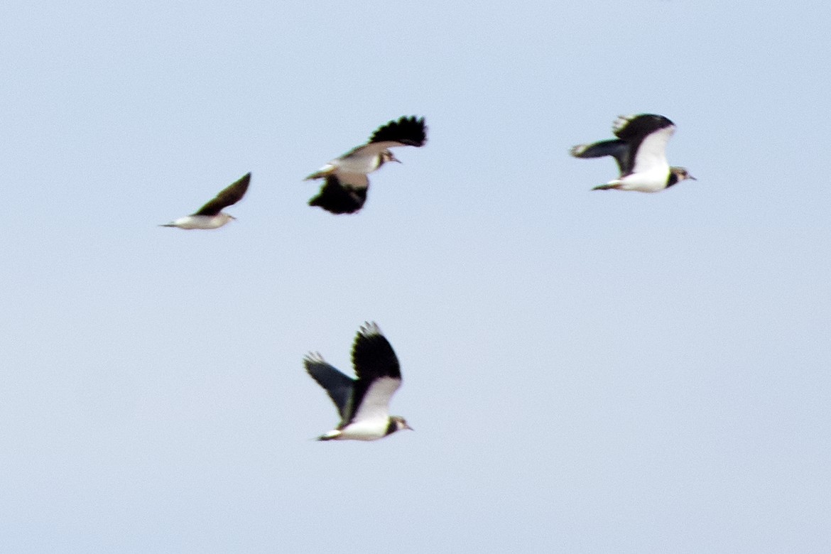 Black-winged Pratincole - ML482401901