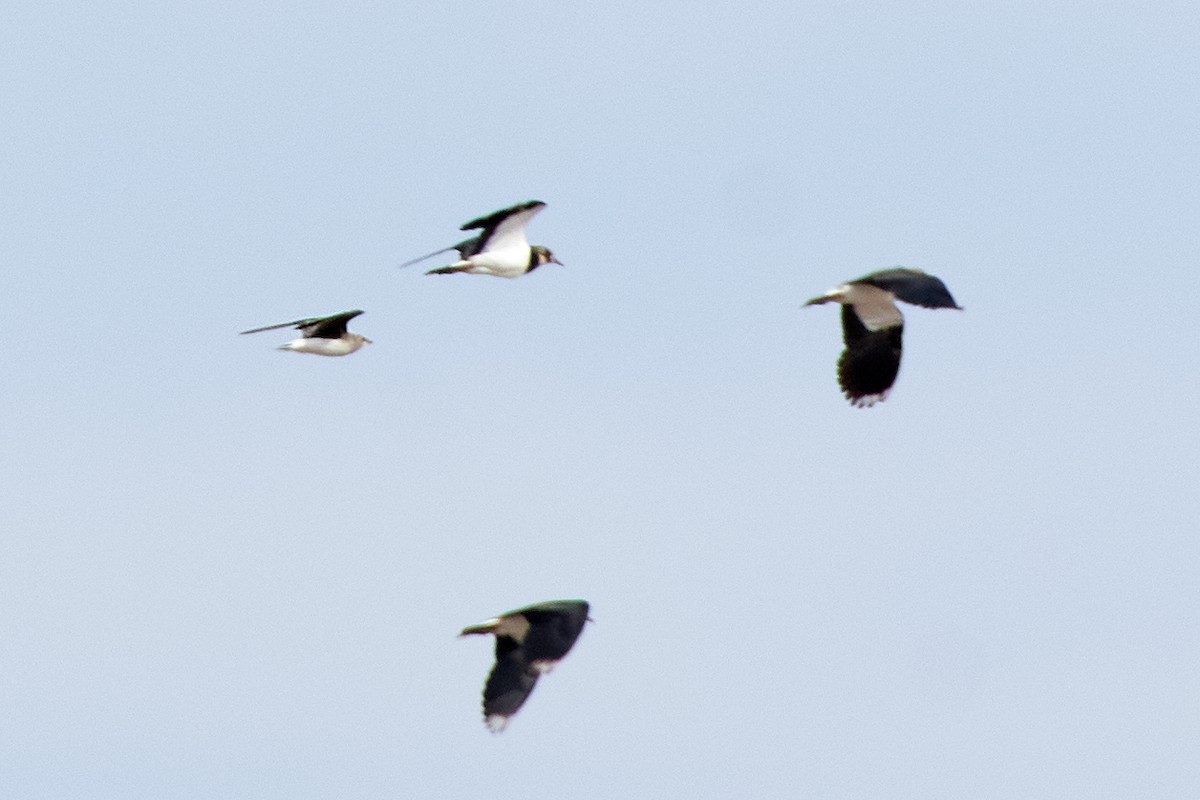 Black-winged Pratincole - ML482401921