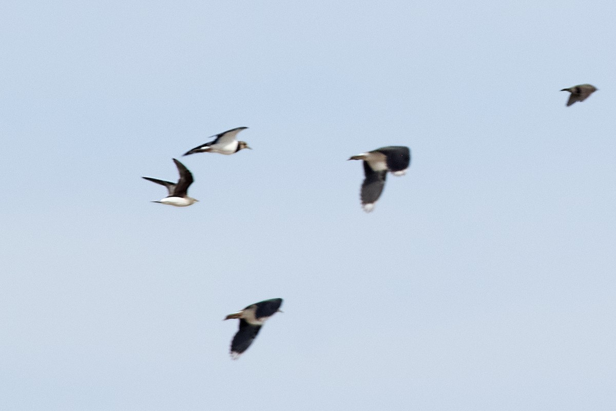 Black-winged Pratincole - ML482401991