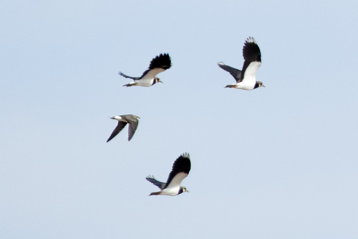 Black-winged Pratincole - ML482402081