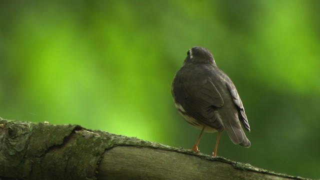 Louisiana Waterthrush - ML482404