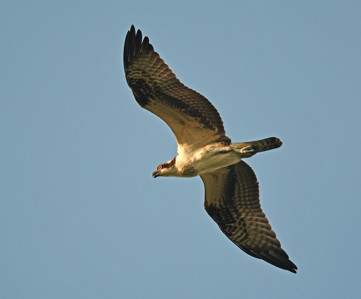 Balbuzard pêcheur - ML482404521