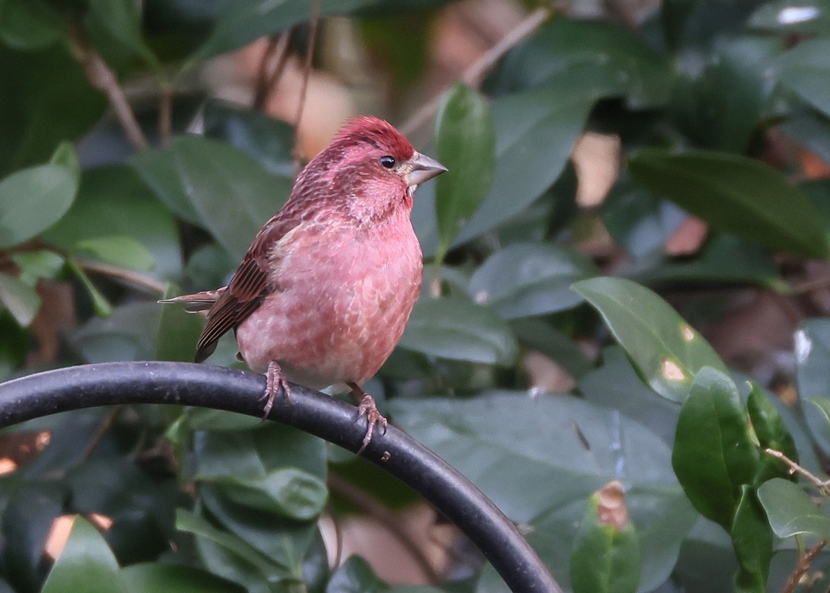 Purple Finch - Tony Hewitt