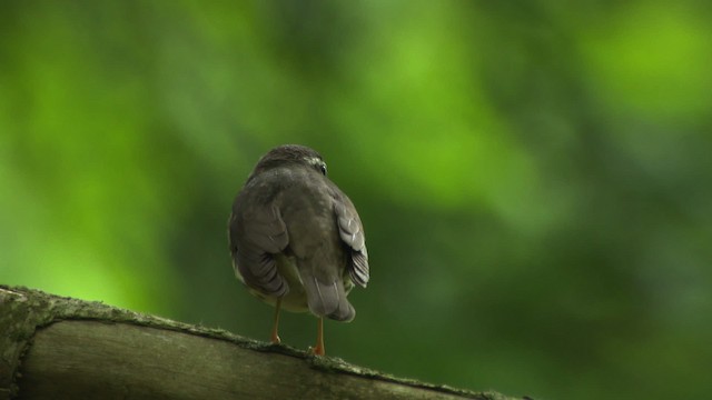 Paruline hochequeue - ML482405