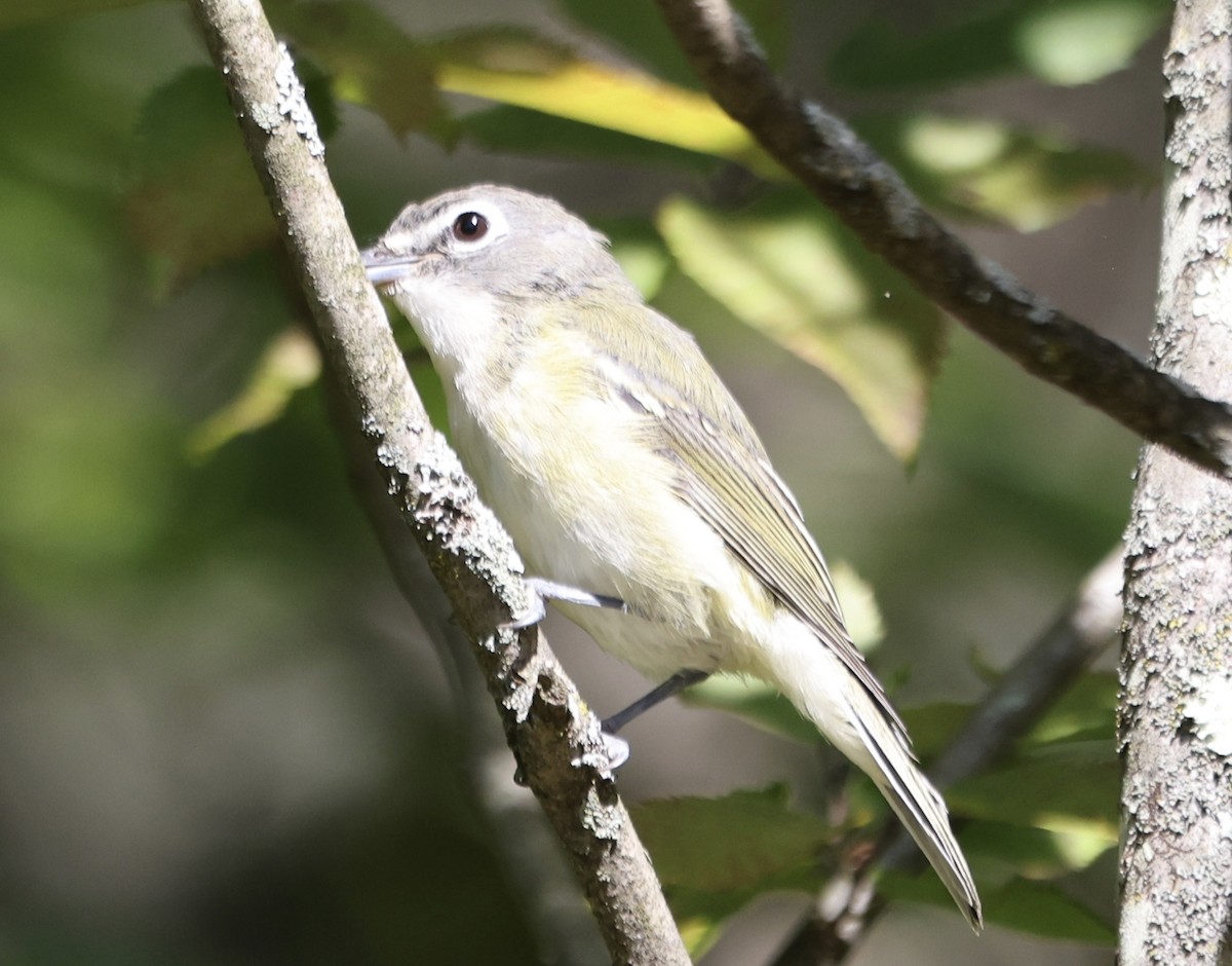 Blue-headed Vireo - ML482405361