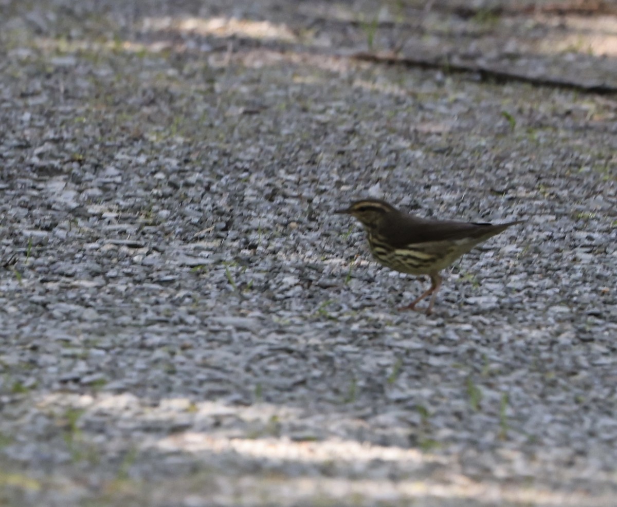 Northern Waterthrush - ML482405451