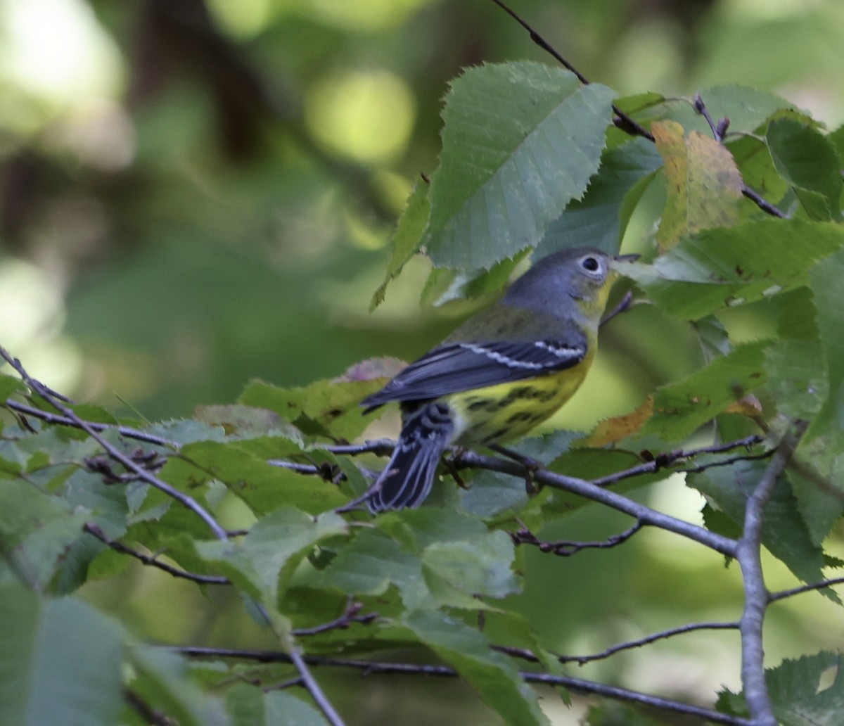 Magnolia Warbler - ML482405611