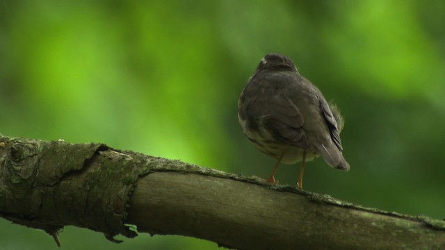 Louisiana Waterthrush - ML482406