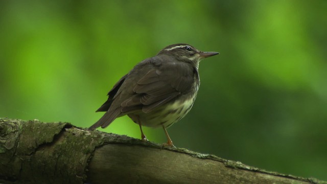 Reinita Charquera de Luisiana - ML482407