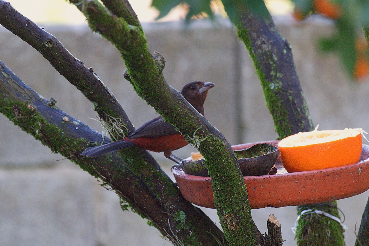 Brazilian Tanager - Fernando Lotto