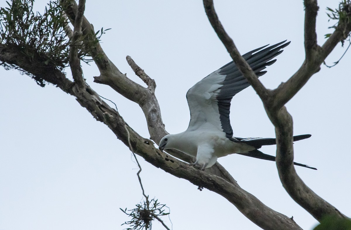 Swallow-tailed Kite - ML482407641