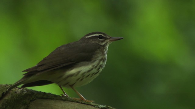 Reinita Charquera de Luisiana - ML482408