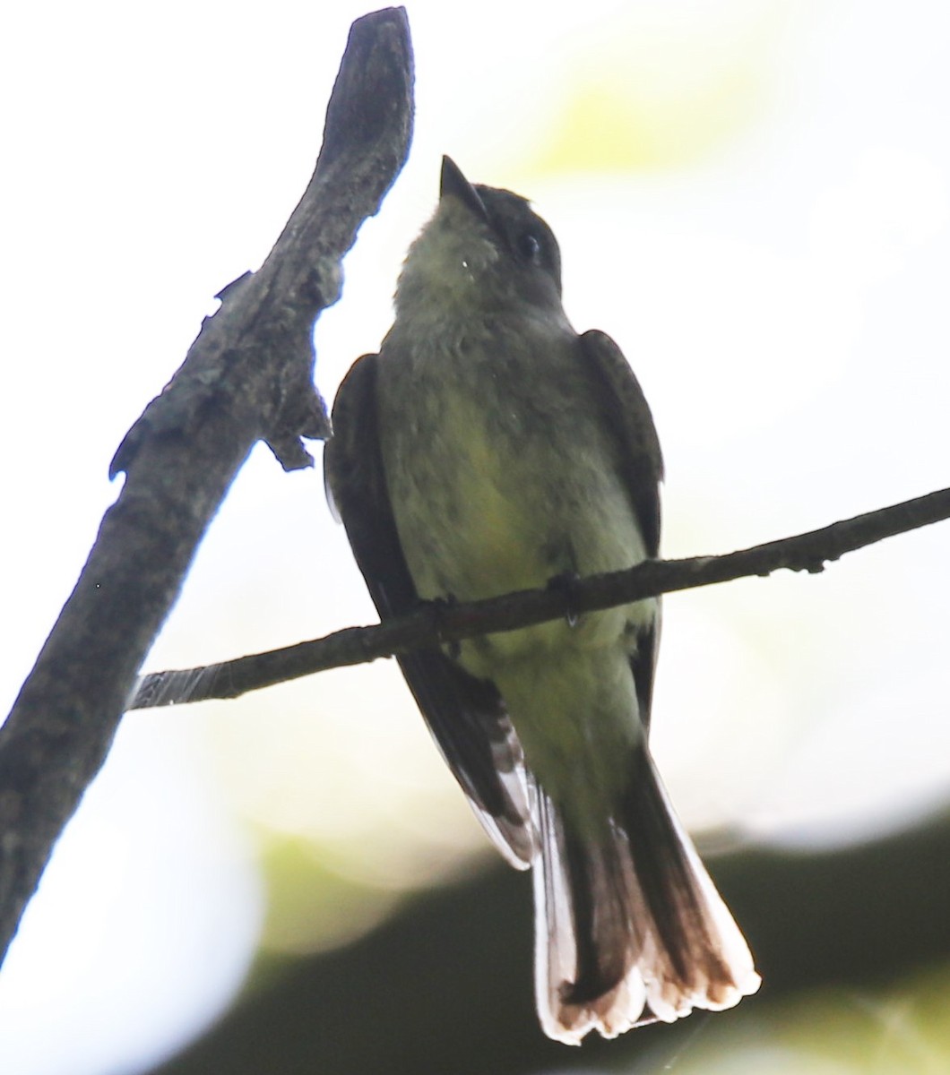 Eastern Wood-Pewee - ML482409061