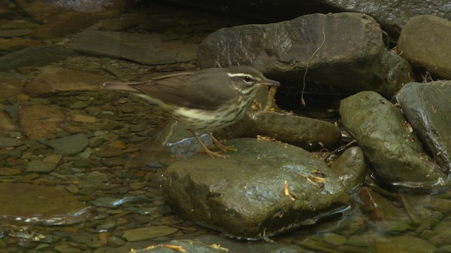 Louisiana Waterthrush - ML482410