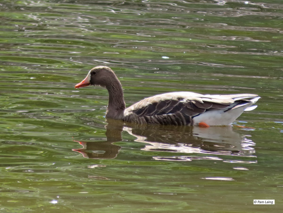 Greater White-fronted Goose - ML482410361