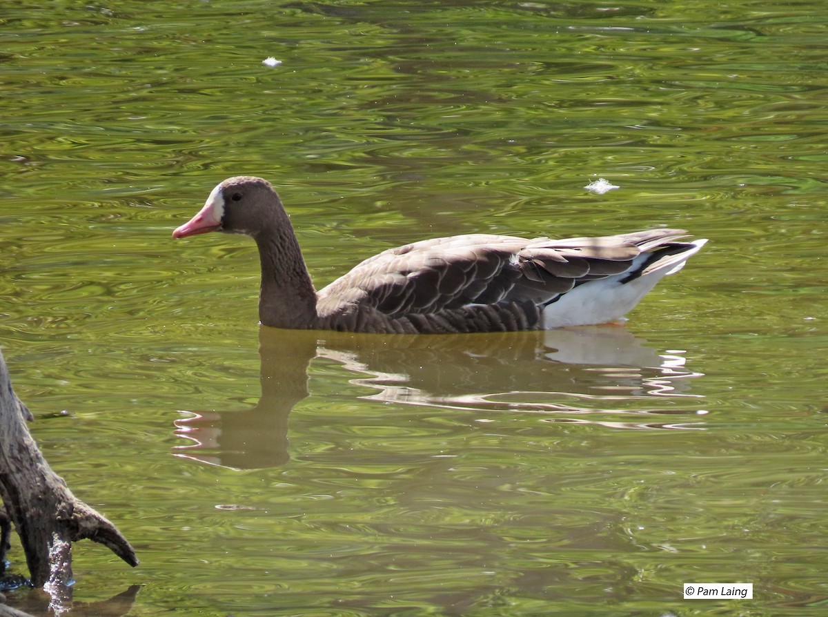 Greater White-fronted Goose - ML482410371