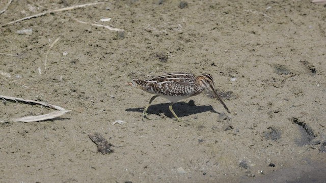 Wilson's Snipe - ML482410621