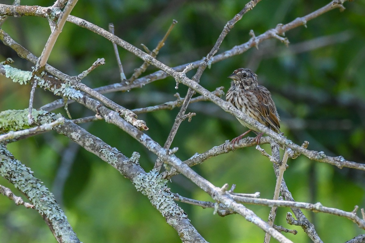 Song Sparrow - Erik Martin