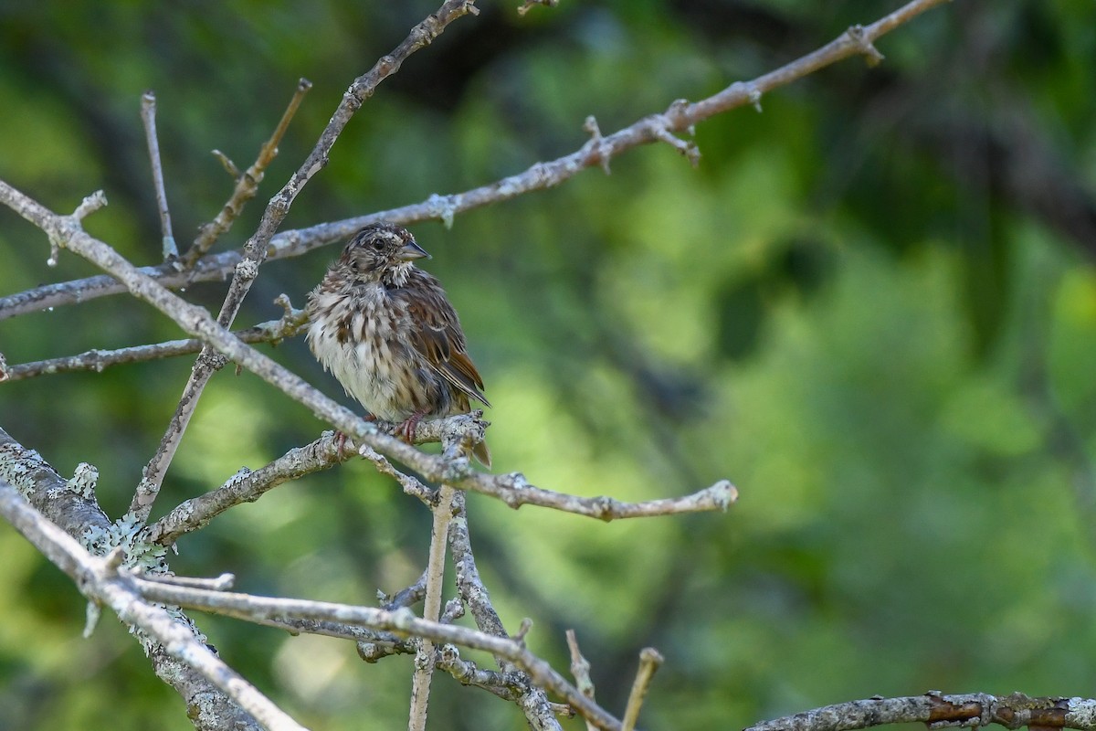 Song Sparrow - Erik Martin