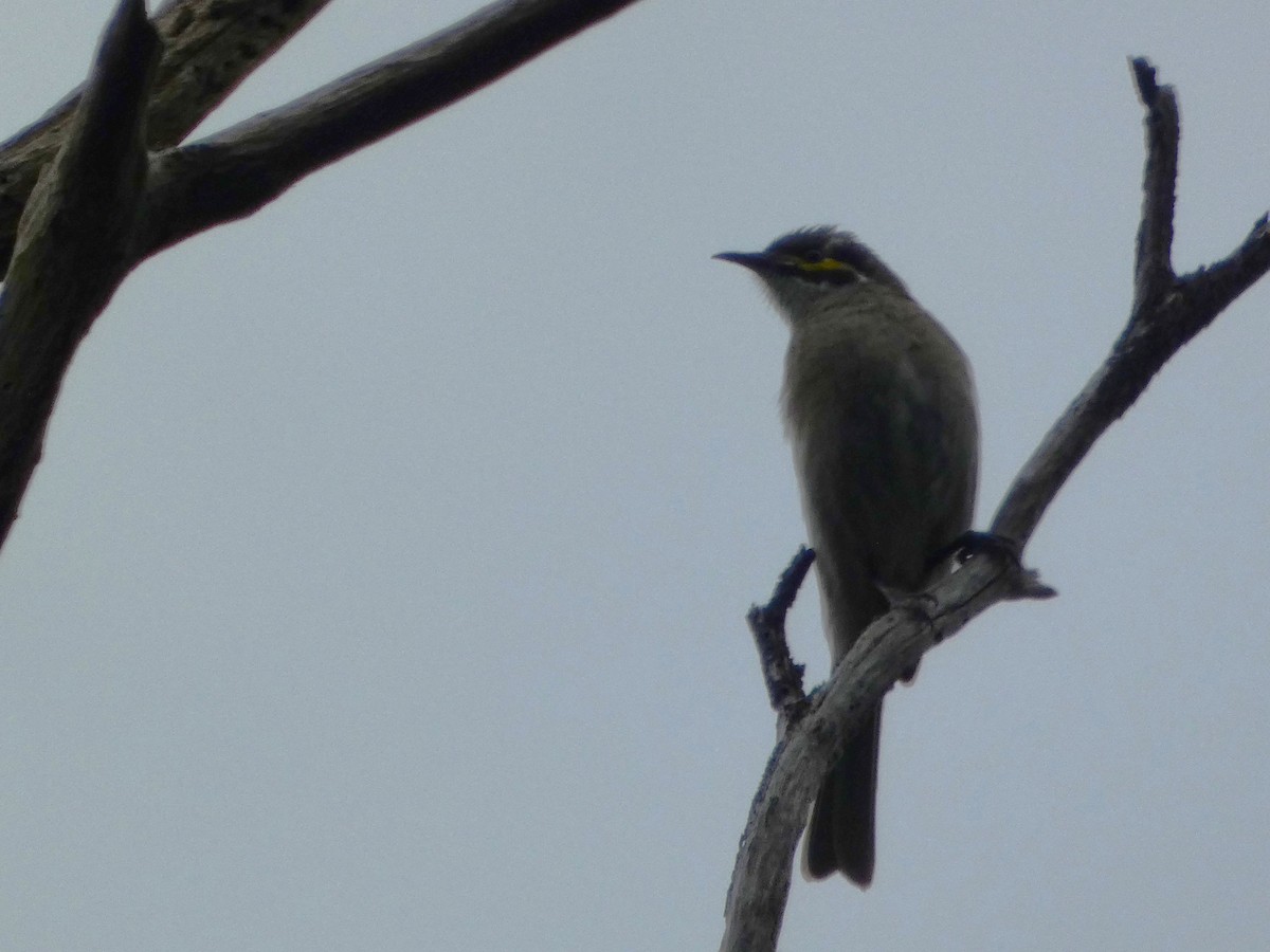 Yellow-faced Honeyeater - ML482411041