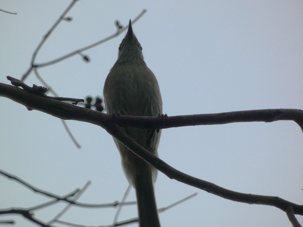 Yellow-faced Honeyeater - ML482411051