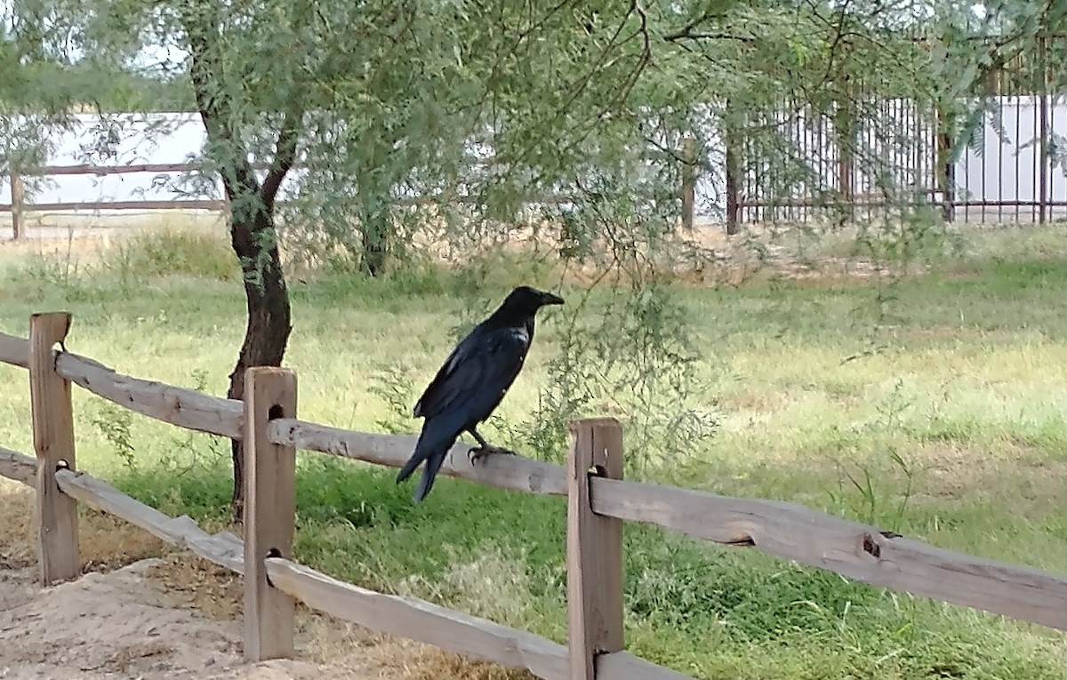 Common Raven - ML482411081