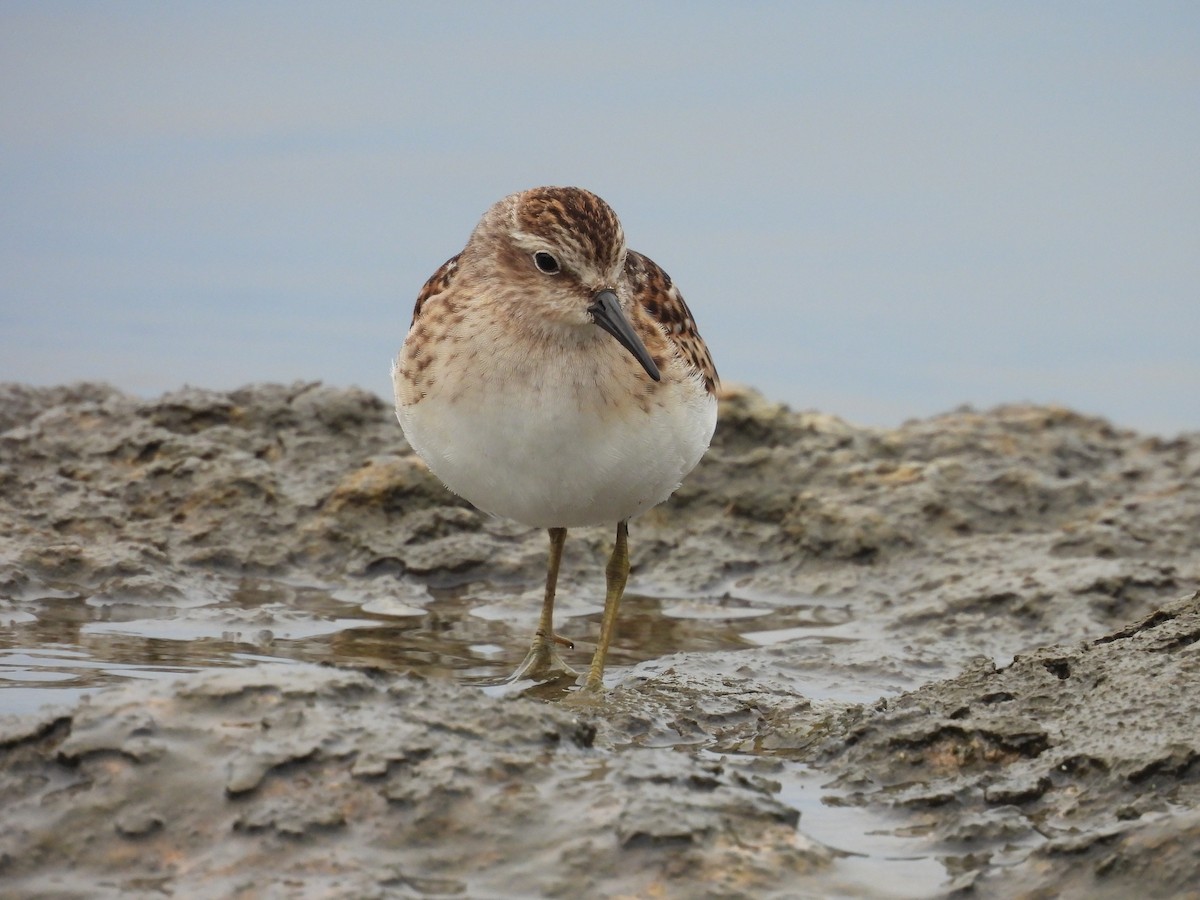 Least Sandpiper - ML482411111