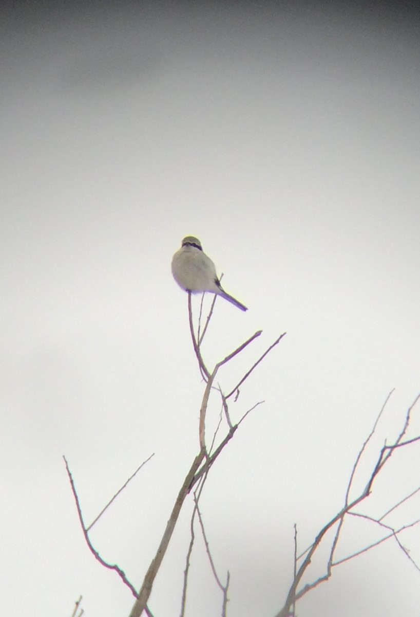 Northern Shrike - ML48241161